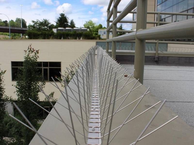 Bird Spikes Detail